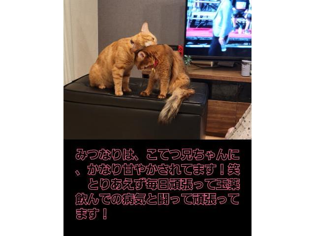 バックオーダーありがとうございます！