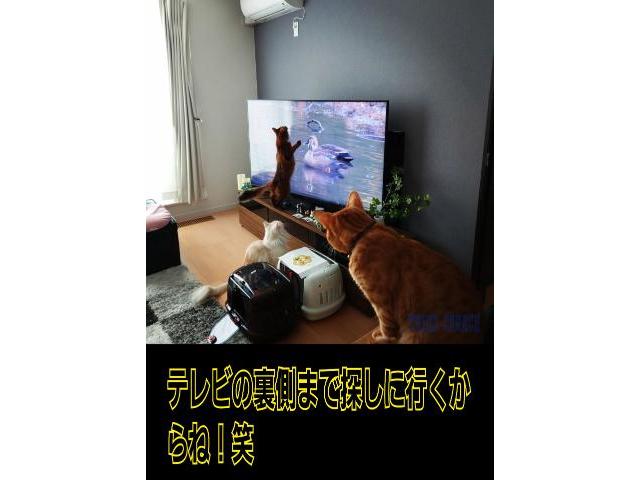 緊急レッカーの軽トラ買い取り！