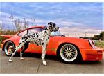 インスタ映え 看板犬と愛車で記念撮影