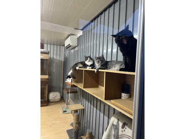 ＧＡＢＵ ＧＯＬＤＥＮ ＣＡＲＳ ガブゴールデンカーズ サービス紹介の6つ目