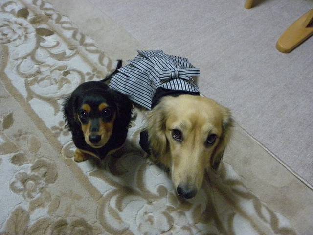 Ａｕｔｏ Ｃｏｌｌｅｃｔｉｏｎ チャンス サービス紹介の2つ目