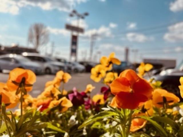 千葉トヨタ自動車(株)アレス東金店(5枚目)