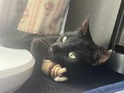 看板猫 にゃあす