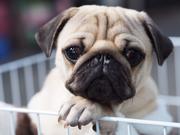 癒し係り やまと