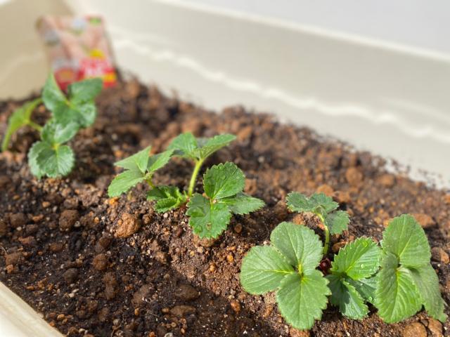 レクサス RX ブリヂストン アレンザ LX100  001 SUV レンジローバー イヴォーク BMW X3 タイヤ 千葉県 柏市 松戸市 鎌ヶ谷市 白井市 流山市