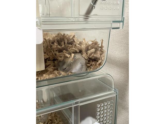 レクサス LS460 ラジエーター交換