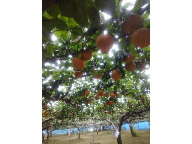 ポルシェ　カイエン　958　トランスファーオイル交換