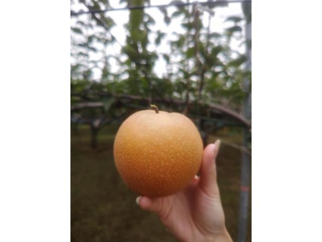 ポルシェ　カイエン　958　トランスファーオイル交換