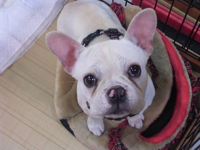 お子様方にも大人気の当店の看板娘！ハイジです。　ぜひご家族揃っておいでください。