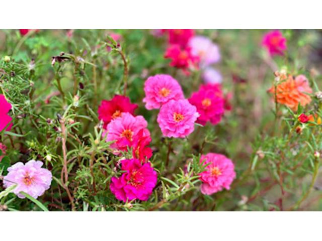 埼玉ダイハツ販売株式会社 深谷店 サービス紹介の5つ目