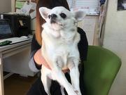 当店のキャラクターにもなっております、会長の嵐丸くんです♪♪（笑）