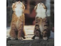 ���ե��������ӥ�