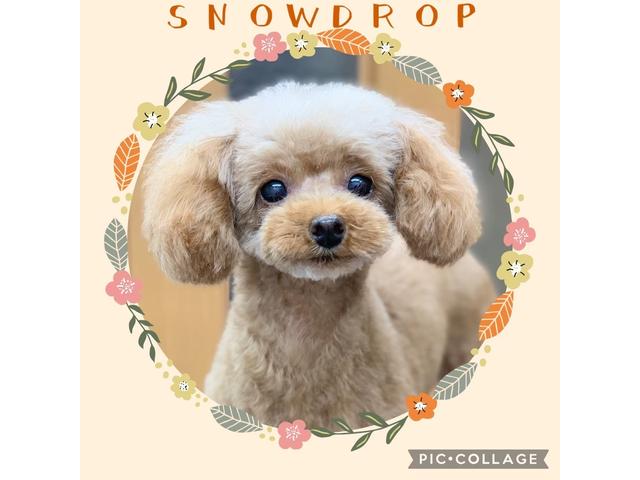 株式会社ＳｍａＰｌａ サービス紹介の4つ目