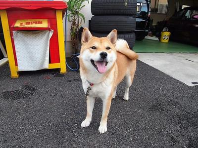 看板犬のまる子です♪