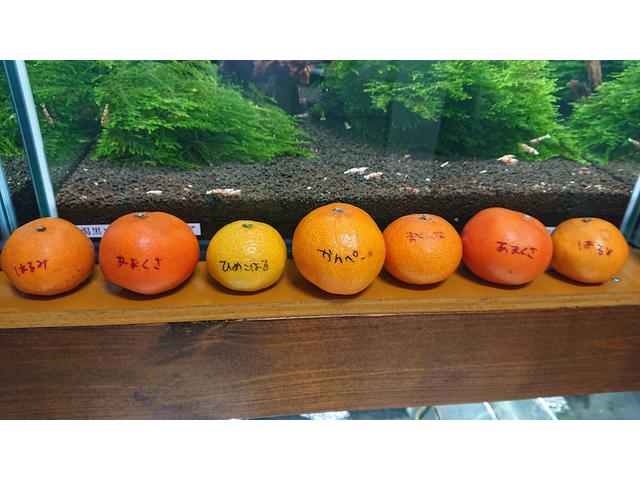 みかん（垣内）【尾道市　福山市　三原市でお車の整備・車検・メンテナンス・修理　全部マルっと　カープランニング広島　へまかせんさい！！】