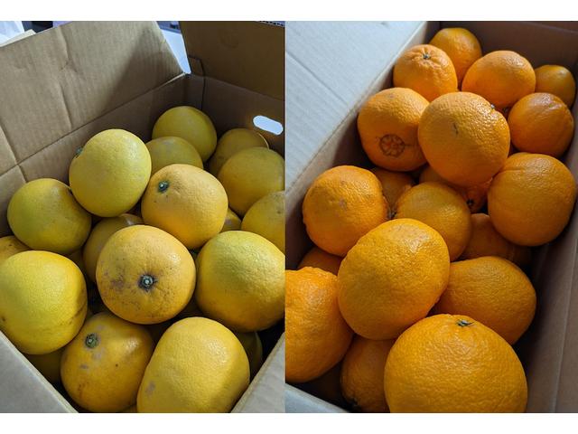 みかん（垣内）【尾道市　福山市　三原市でお車の整備・車検・メンテナンス・修理　全部マルっと　カープランニング広島　へまかせんさい！！】