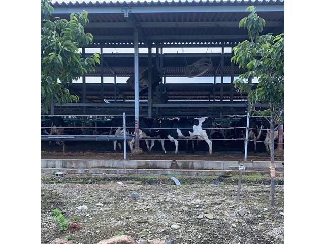 ポピー！牛！！！！（槙本）【尾道市　福山市　三原市でお車の整備・車検・メンテナンス・修理/ 板金・塗装　全部マルっと　カープランニング広島　へまかせんさい！！】