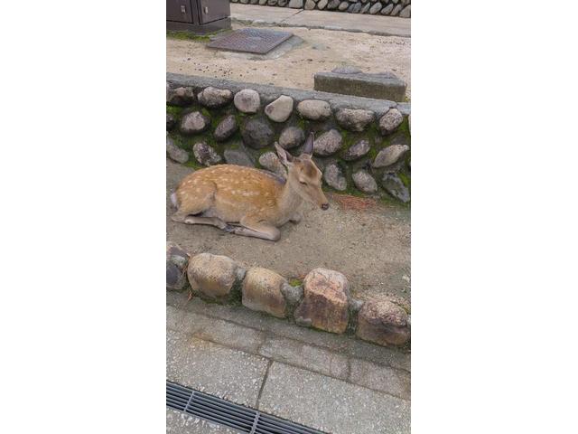 宮島（向井）【尾道市　福山市　三原市でお車の整備・車検・メンテナンス・修理/ 板金・塗装　全部マルっと　カープランニング広島　へまかせんさい！！】