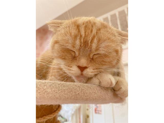 ねこだらけの空間（中谷）【尾道市　福山市　三原市でお車の整備・車検・メンテナンス・修理/ 板金・塗装　全部マルっと　カープランニング広島　へまかせんさい！！】