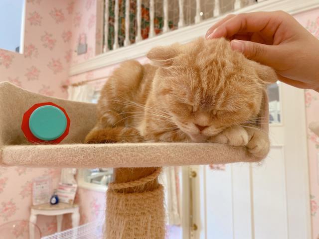 ねこだらけの空間（中谷）【尾道市　福山市　三原市でお車の整備・車検・メンテナンス・修理/ 板金・塗装　全部マルっと　カープランニング広島　へまかせんさい！！】