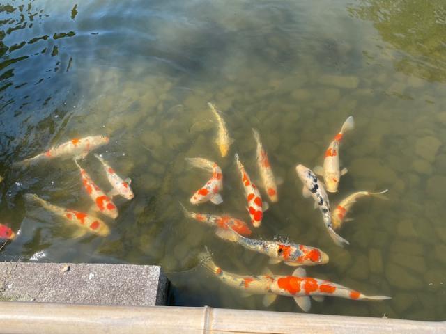心安らぐ（田中)【尾道市　福山市　三原市でお車の整備・車検・メンテナンス・修理/ 板金・塗装　全部マルっと　カープランニング広島　へまかせんさい！！】