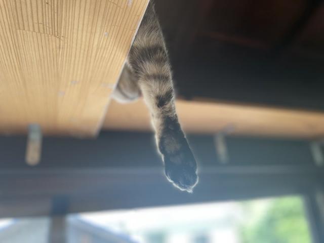 猫、神様がつくった最高傑作（藤本）【尾道市　福山市　三原市でお車の整備・車検・メンテナンス・修理/ 板金・塗装　全部マルっと　カープランニング広島　へまかせんさい！！】