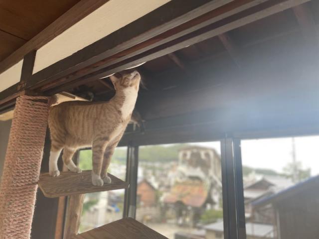 猫、神様がつくった最高傑作（藤本）【尾道市　福山市　三原市でお車の整備・車検・メンテナンス・修理/ 板金・塗装　全部マルっと　カープランニング広島　へまかせんさい！！】