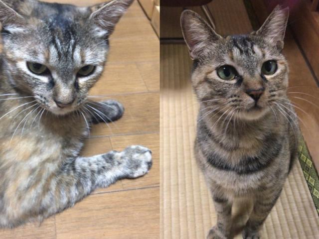 猫、神様がつくった最高傑作（藤本）【尾道市　福山市　三原市でお車の整備・車検・メンテナンス・修理/ 板金・塗装　全部マルっと　カープランニング広島　へまかせんさい！！】