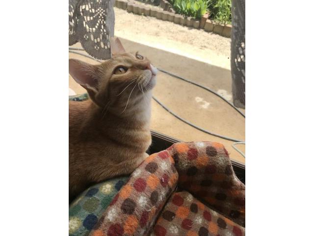 猫、神様がつくった最高傑作（藤本）【尾道市　福山市　三原市でお車の整備・車検・メンテナンス・修理/ 板金・塗装　全部マルっと　カープランニング広島　へまかせんさい！！】