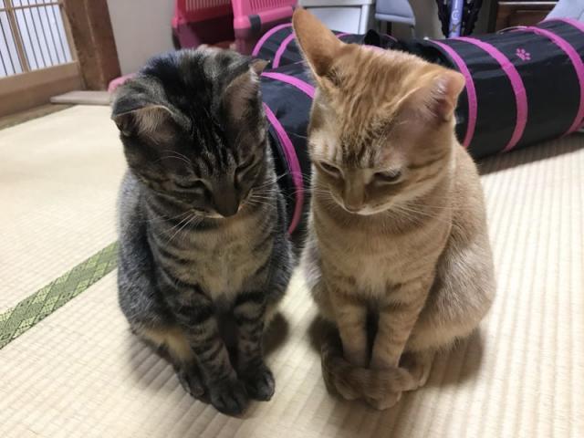 猫、神様がつくった最高傑作（藤本）【尾道市　福山市　三原市でお車の整備・車検・メンテナンス・修理/ 板金・塗装　全部マルっと　カープランニング広島　へまかせんさい！！】