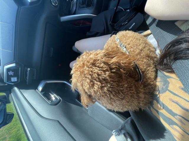 可愛い可愛いうちの愛犬(北島）【尾道市　福山市　三原市でお車の整備・車検・メンテナンス・修理/ 板金・塗装　全部マルっと　カープランニング広島　へまかせんさい！！】