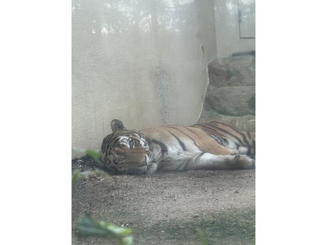 こういう休日たまにはええなあ、、、、(北島)【尾道市　福山市　三原市でお車の整備・車検・メンテナンス・修理/ 板金・塗装　全部マルっと　カープランニング広島　へまかせんさい！！】