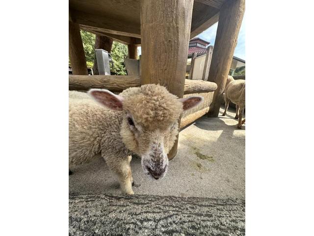 こういう休日たまにはええなあ、、、、(北島)【尾道市　福山市　三原市でお車の整備・車検・メンテナンス・修理/ 板金・塗装　全部マルっと　カープランニング広島　へまかせんさい！！】
