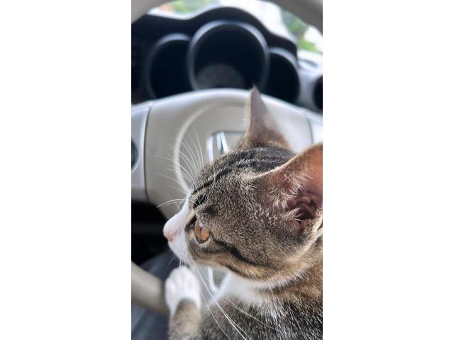 猫に実家乗っ取られてます（上田）【尾道市　福山市　三原市でお車の整備・車検・メンテナンス・修理/ 板金・塗装　全部マルっと　カープランニング広島　へまかせんさい！！】