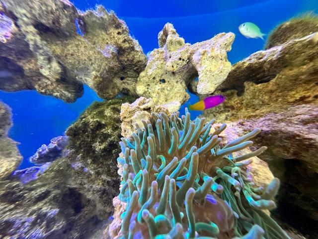 新駅前水族館！（田中）【尾道市　福山市　三原市でお車の整備・車検・メンテナンス・修理/ 板金・塗装　全部マルっと　カープランニング広島　へまかせんさい！！】