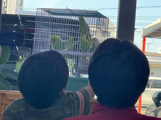 カープラにインコ！！！(佐原)【尾道市　福山市　三原市でお車の整備・車検・メンテナンス・修理/ 板金・塗装　全部マルっと　カープランニング広島　へまかせんさい！！】