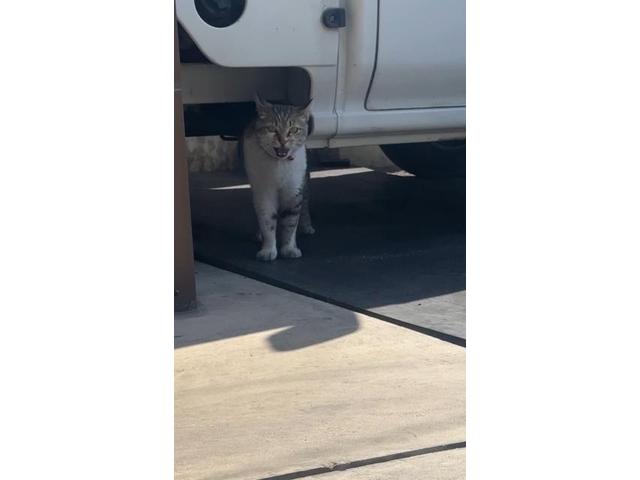 みーちゃん(佐原)【尾道市　福山市　三原市でお車の整備・車検・メンテナンス・修理/ 板金・塗装　全部マルっと　カープランニング広島　へまかせんさい！！】