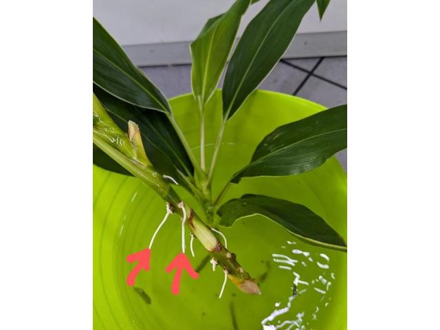 20周年ツリーちゃん（垣内）【尾道市　福山市　三原市でお車の整備・車検・メンテナンス・修理/ 板金・塗装　全部マルっと　カープランニング広島　へまかせんさい！！】