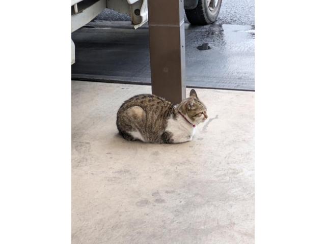 ４か月（三村）【尾道市　福山市　三原市でお車の整備・車検・メンテナンス・修理/ 板金・塗装　全部マルっと　カープランニング広島　へまかせんさい！！】