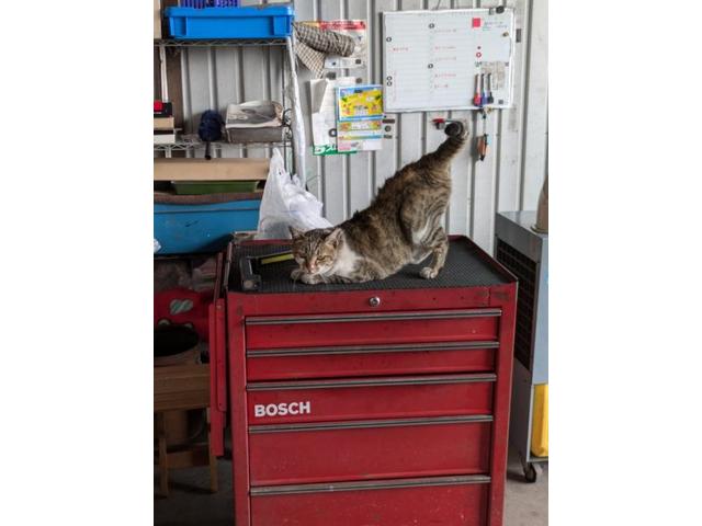 自分から見た大ベテラン整備士坂上さん①（三村）【尾道市　福山市　三原市でお車の整備・車検・メンテナンス・修理/ 板金・塗装　全部マルっと　カープランニング広島　へまかせんさい！！】