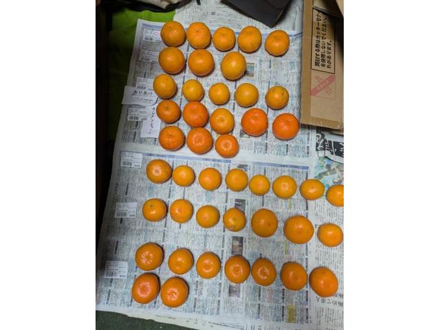 二度目まして(´・ω・`)（垣内）【尾道市　福山市　三原市でお車の整備・車検・メンテナンス・修理/ 板金・塗装　全部マルっと　カープランニング広島　へまかせんさい！！】