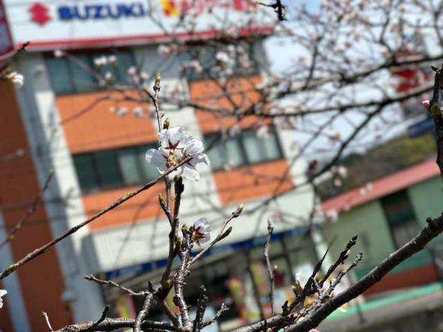 さくらさく(狩野)【尾道市　福山市　三原市でお車の整備・車検・メンテナンス・修理/ 板金・塗装　全部マルっと　カープランニング広島　へまかせんさい！！】