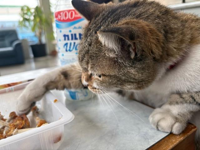 看板猫、お風呂に入る（福山平和店・小林）【尾道市　福山市　三原市でお車の整備・車検・メンテナンス・修理/ 板金・塗装　全部マルっと　カープランニング広島　へまかせんさい！！】