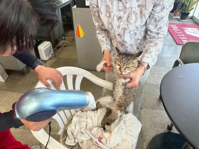 看板猫、お風呂に入る（福山平和店・小林）【尾道市　福山市　三原市でお車の整備・車検・メンテナンス・修理/ 板金・塗装　全部マルっと　カープランニング広島　へまかせんさい！！】