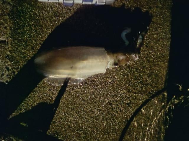 3回目の登場です（ホリデー車検尾道・村木）【尾道市　福山市　三原市でお車の整備・車検・メンテナンス・修理/ 板金・塗装　全部マルっと　カープランニング広島　へまかせんさい！！】