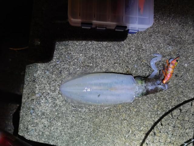 3回目の登場です（ホリデー車検尾道・村木）【尾道市　福山市　三原市でお車の整備・車検・メンテナンス・修理/ 板金・塗装　全部マルっと　カープランニング広島　へまかせんさい！！】