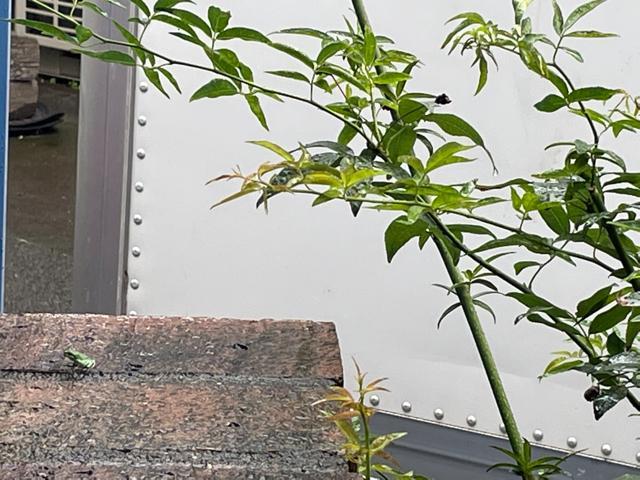シンユウの生き物#梅雨