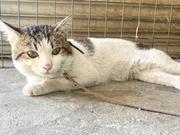 今年から仲間になった『チビ君』♪警戒心強めなお兄ちゃんで『ジャックナイフ』の異名を持ちます。