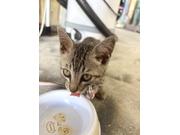 生後間もない新参者の『ナナシ君』♪ひたすら甘えんぼさんなところが可愛らしいヤンチャベイビーです。