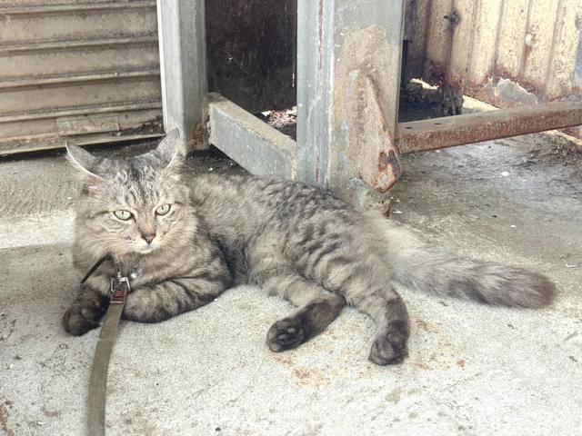 作業場では猫を飼っております。古株の『エム君』♪近づいても物怖じしないお爺ちゃんです。